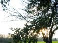 Parkbank mit vollem Papierkorb vor einem Baum, durch dessen Krone Sonnenschein fällt. (Deutschland - Buchen)
