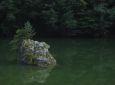 Felsen mit Tanne in einem See umgeben von Wald. (Österreich - Breitenbach)
