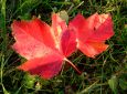 Rote Blätter auf grüner Herbstwiese. (Deutschland - Buchen)