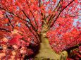 Baum mit roten Blättern von unten in die Krone fotografiert. (Deutschland - Buchen)