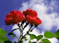 Rosarote Gartenrosen vor blauem Himmel. (Deutschland - Buchen)