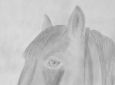 Pferd Cali. (Bleistift, 1996)